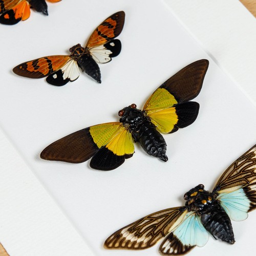 Cuarteto Cicada en marco de caja - Imagen 3 de 9