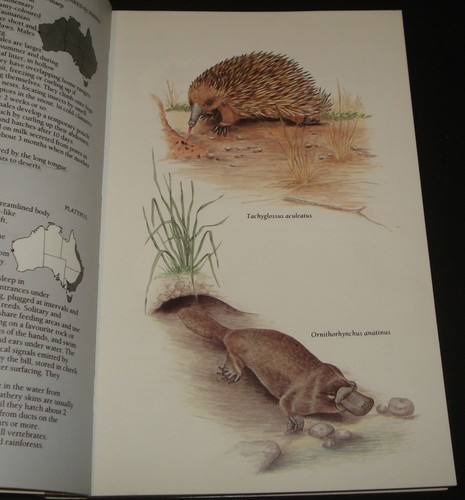 KEY GUIDE TO AUSTRALIAN MAMMALS BY LEONARD CRONIN 190p Australian Animals - Picture 2 of 4