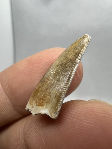 Very Rare Majungasaurus Tooth Dinosaur Fossil - Picture 4 of 11