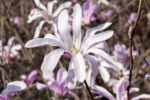 Magnolia liliiflora 'Susan', Purpur-Magnolie, purpurrosa, 60–80 cm - Bild 9 von 15
