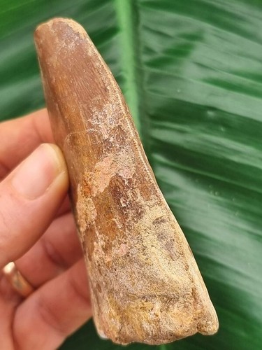 Dente massiccio largo 8,7 cm del fossile di dinosauro fossile Carcharodontosaurus - Foto 7 di 10