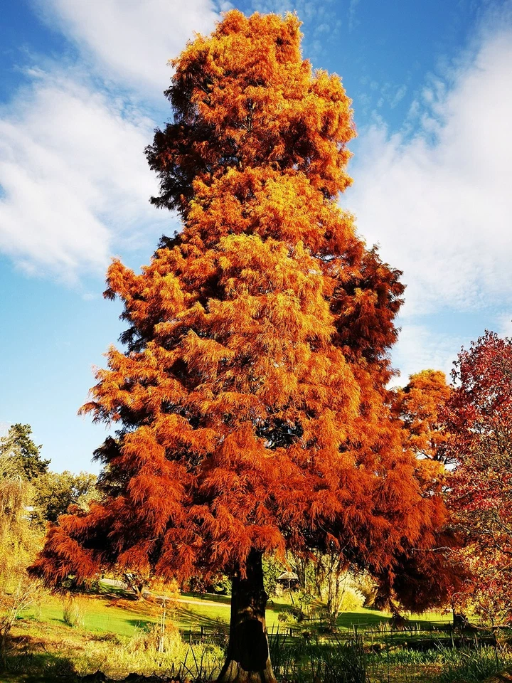 Northern Bald Cypress Tree | Premium Seeds | Taxodium distichum 'Fall' | Plants' - Image 4 of 4