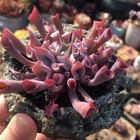 Trumpet Pinky 4cm diameter Echeveria