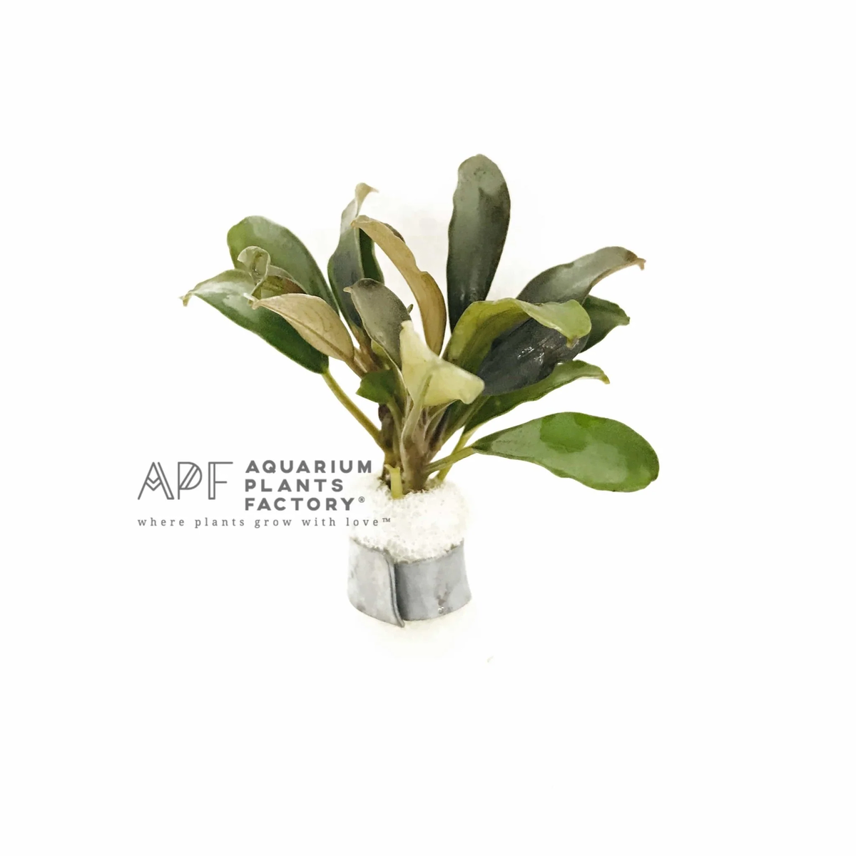 Bucephalandra Giant Catherine | Buce Aquarium Plants Factory® | eBay