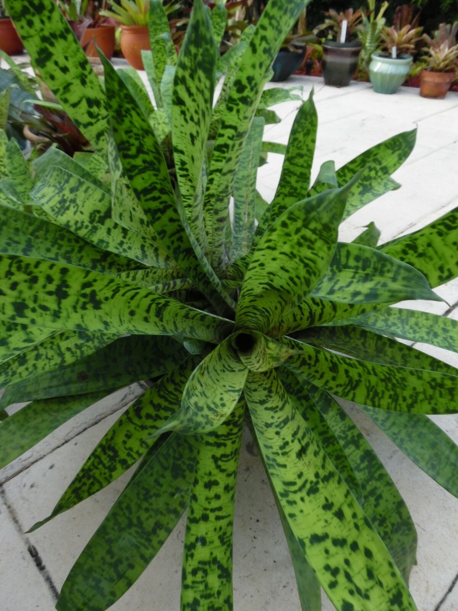 Vriesea GOUDAEA OSPINAE Smudge Pattern Bromeliad one