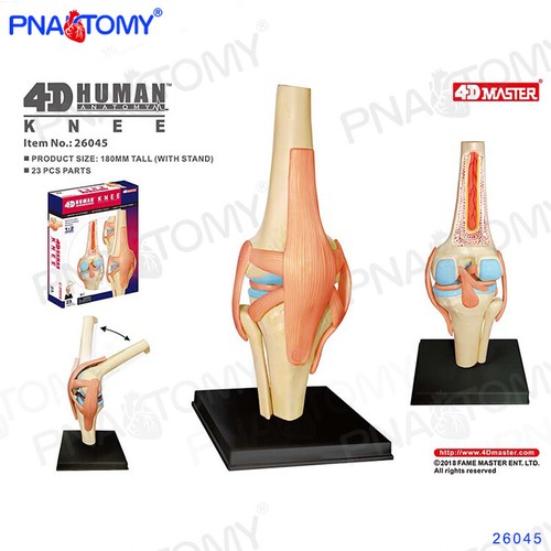 Detachable Knee Joint Anatomy Model Medical Science and Education Model - Picture 3 of 9