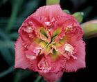 Double Image Daylilies 3 fans Return and multiply yearly World's Finest