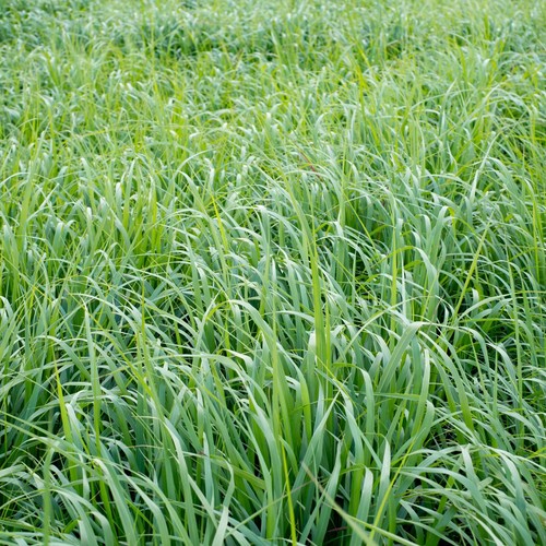 1 lb SWITCHGRASS Seeds Native Tall Grass Prairie Ornamental Perennial pound - Picture 4 of 4