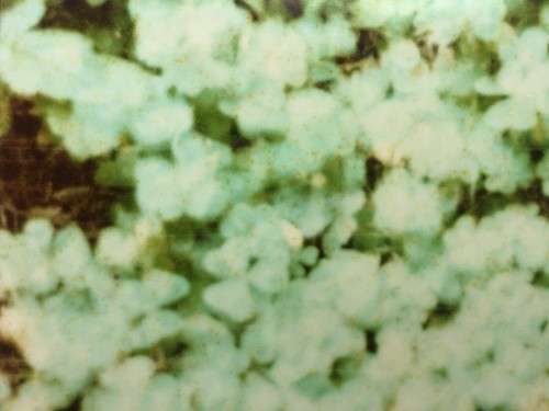STEFANIE SCHNEIDER - Handsignierter, riesiger C-Print CLOVER, 2004 (Fairytales) - Bild 7 von 11