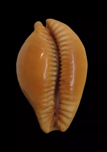 Shell CYPRAEA SURINAMENSIS Brazil 41,7 mm # EXCEPTIONAL TOP GIANT - Picture 2 of 4