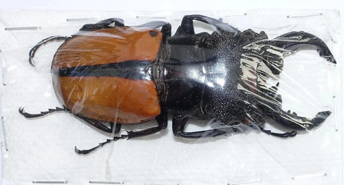 ODONTOLABIS VOLLENHOVENI (75+ mm) FROM PORING, SABAH, NORTH BORNEO