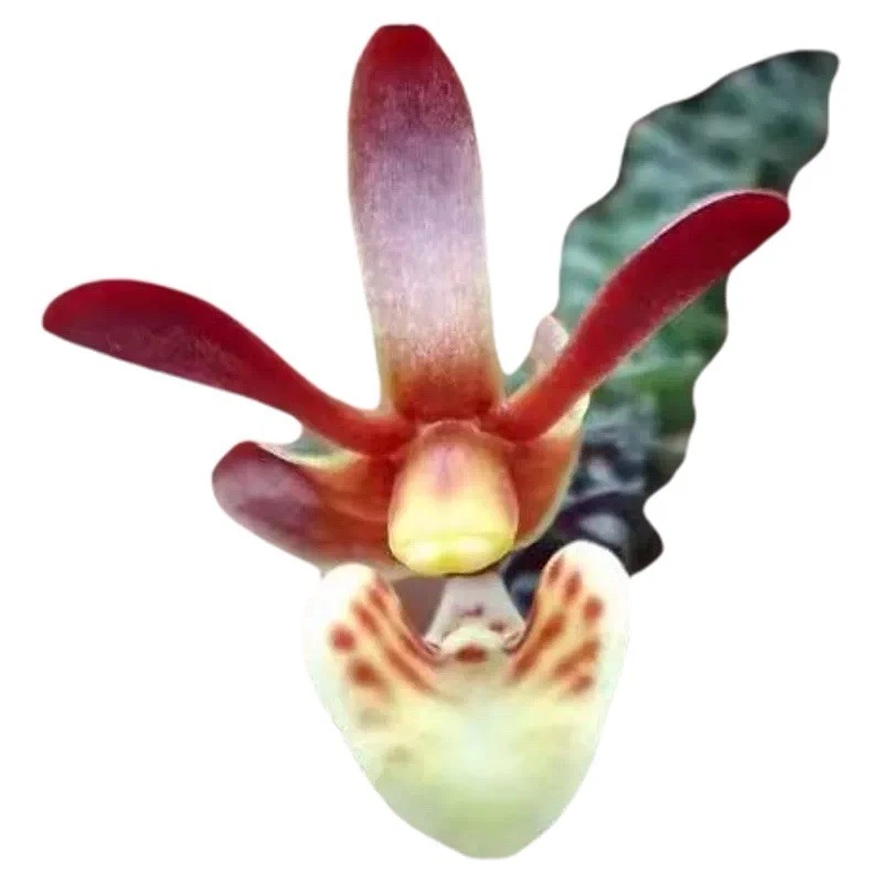 Sumatra Thrixspermum westenenkii Rare Species Orchid Blooming Size Mounted
Opens in a new window or