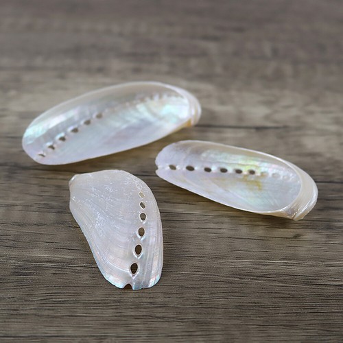 10Pcs 4-6CM Abalone Shell Polishing Fish Tank Aquarium Landscaping Photo Props - Picture 2 of 11