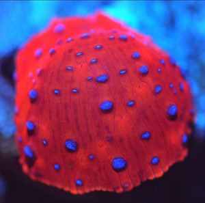 Corals of Eden ~ NON WYSIWYG Live Coral Frag ~ Superman Disco Mushroom Coral SPS