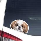 Gold&White Shih Tzu Car Sticker / Peeking Real Dog Head Vinyl Decal Waterproof
