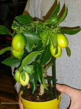 Zitrus Zitronenbaum Zitrone Citrus limon Zitruspflanze 2 Pflanzen
