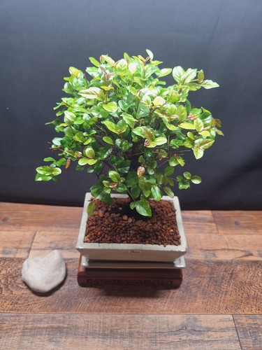 Sweet plum Bonsai trees, Sageteria in 18 cm White glaze terracota pot and plate - Picture 14 of 55