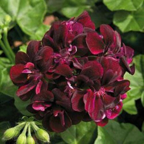 50 Dark Red Geranium Seeds Pelargonium Garden Flowers