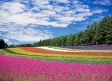 Digital Image Picture Photo Pic Wallpaper Background Flower Fields Rainbow Sky
