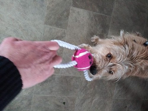 Figure 8 Rope and Ball Dog Toy, 10" - Picture 2 of 2