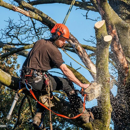 Tree Climbing Gear - Tree Climbing Spikes Suitable for Tree Work, Fruit Picki... - Picture 7 of 7