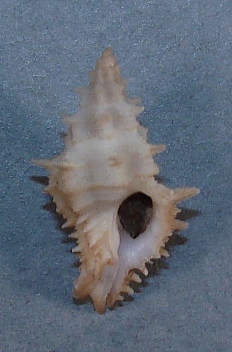 MUREX LAPPA 23.81mm BEAUTIFUL SPECIMEN Gobernadora Is., Pacific Panama - Picture 1 of 2