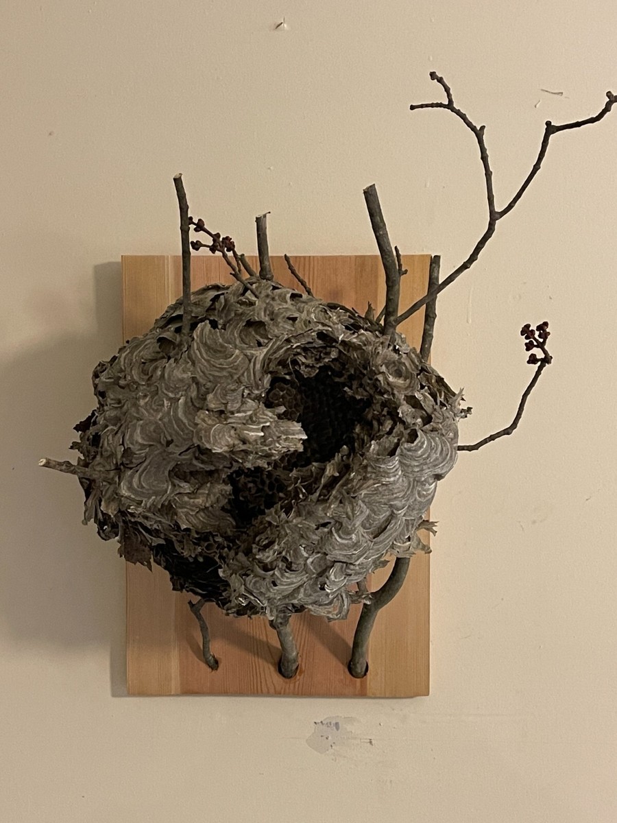 Large, mounted, Bald-Faced Hornet nest, 12” x 14” harvested