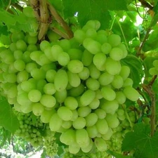 1 THOMPSON Live Seedless Grape Vine Plant - 1-2 yr Old - Ready for Planting