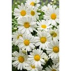 flowersandsunshine7
