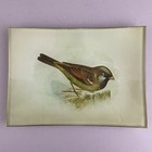 Mary Carol Home Collection Glass Trinket Dish Bird Print - Sparrow