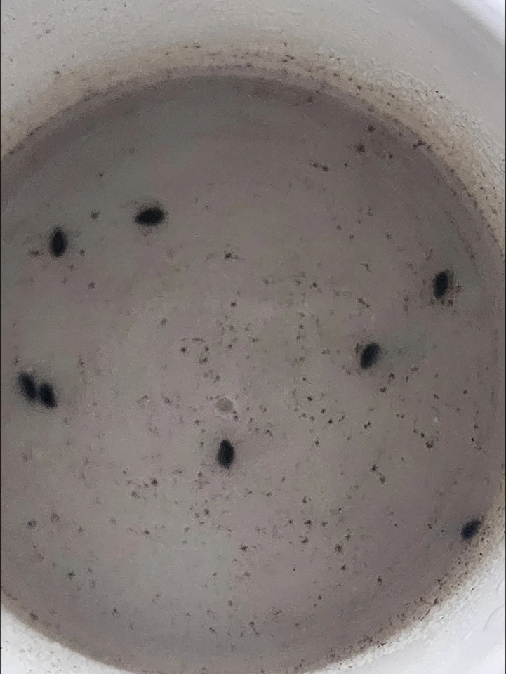 Korean Andong Yam Powder 1350g 47oz / Meal Replacement / Zipper Bag - Image 3 of 4