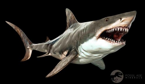 3" Quality Megalodon Shark Tooth Serrated Fossil Natural Miocene Age COA - Picture 4 of 7