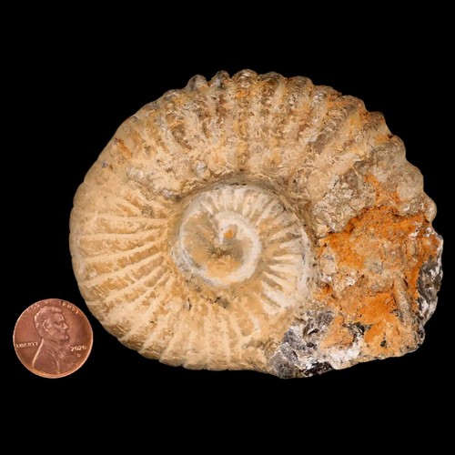 3.4" Acanthoceras Ammonite Fossil Agadir Morocco 360 Million Year Old COA - Picture 3 of 7