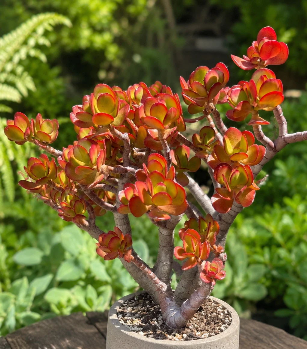 Jade Plant Flowering Cactis&Succulents for sale | eBay