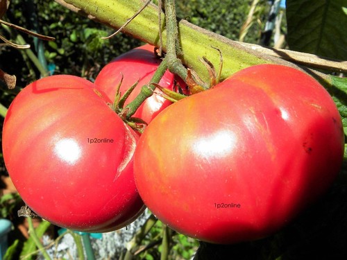 300 Rare Chris Ukrainian Organic Vegetable Tomato Seeds Ukraine Giant Monster - Picture 2 of 3
