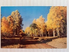 Vintage Postcard-'Nature's Finest Display'-Pike's Peak-5.5" x 3.5"-1956