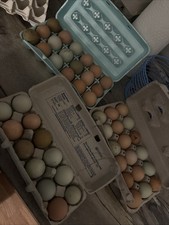 18 Pack of Barnyard Mix Hatching Chicken Eggs Variety of Colors and Breeds