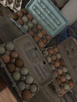 18 Pack of Barnyard Mix Hatching Chicken Eggs Variety of Colors and Breeds