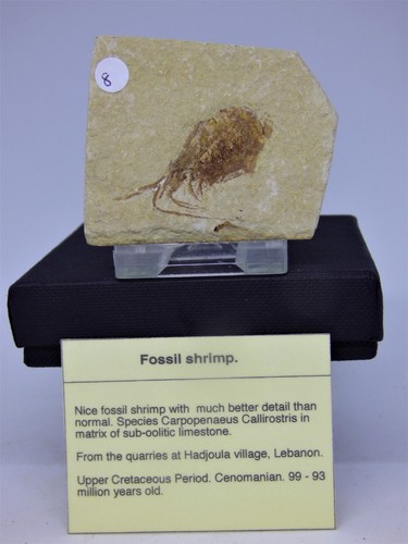 1 FAVOLOSI GONIATITE FOSSILI MADAGASCAR!!!!!!!!!!!!!
