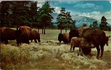 Postcard Nursing American Bison Calf Heard of Buffalo Western America
