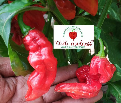 Chilli Red Shark Very Hot & Spicy Pepper Sustainably Grown in Australia 10 Seeds - Picture 2 of 5