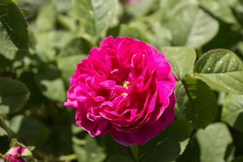 Rosa 'de Rescht', live tree plant