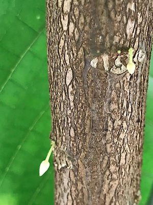 cocoaページ Yellow Theobroma Cacao Cocoa Chocolate Tropical Fruit Tree