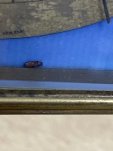 SELTENE SCHWEIZER UHR Antik Didisheim Signiert Messing Glas FUNKTIONIERT SUPER - Bild 14 von 19