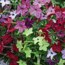 T&M Nicotiana Eau de Cologne Mixed Garden Flowering Half-Hardy Annual Plugs