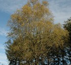 Bild 7 von 23