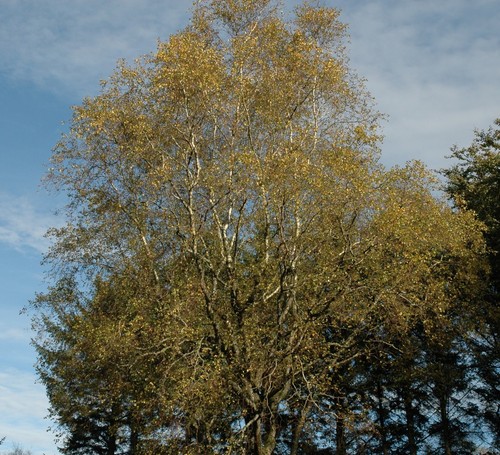 White Birch Tree Seeds - Betula papyrifera & pendula 'Gracilis' - Stunning Bark - Picture 7 of 23