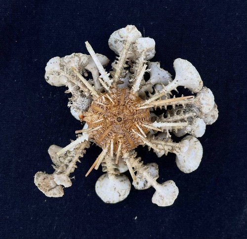 Sea urchin Goniocidaris clypeata / Deep sea urchin - Picture 2 of 2