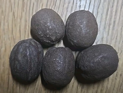 Silver Bismarckia Palm Tree - 5 Seeds, Bismarckia Nobilis 2024 - Picture 3 of 4