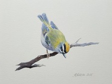 Goldcrest Original Signed Watercolour Painting Unframed Fine Art (Not A Print)